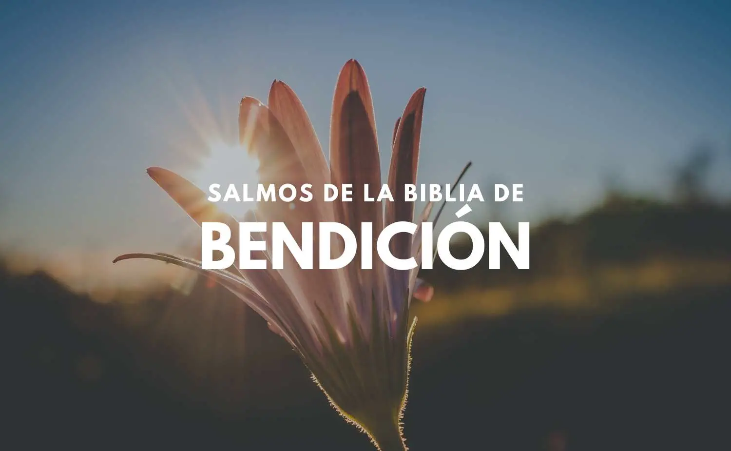 25 Salmos Bíblicos de Bendición para tu Vida y Familia